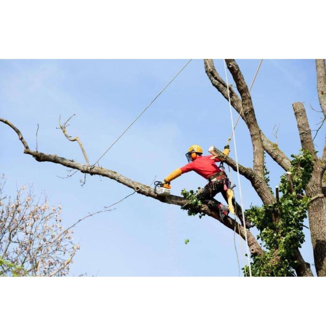 Affordable Land Clearing Big Island Hawaii – Arborist Services, LLC