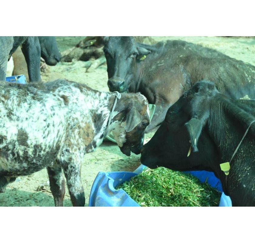 Support Cow Welfare – Make a Gaushala Donation Online Today
