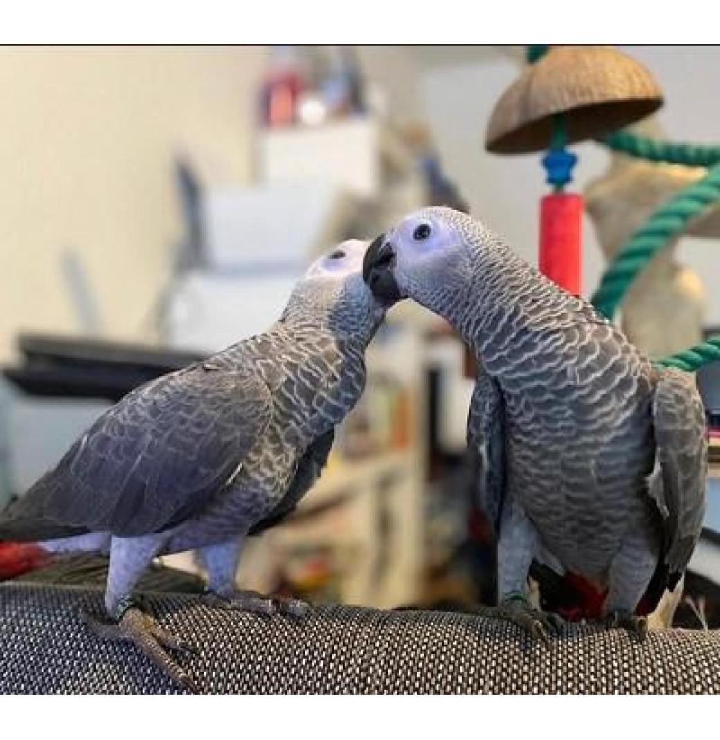 Talking Male and Female African Grey Parrots For Sale/Macaw/Cockatoo