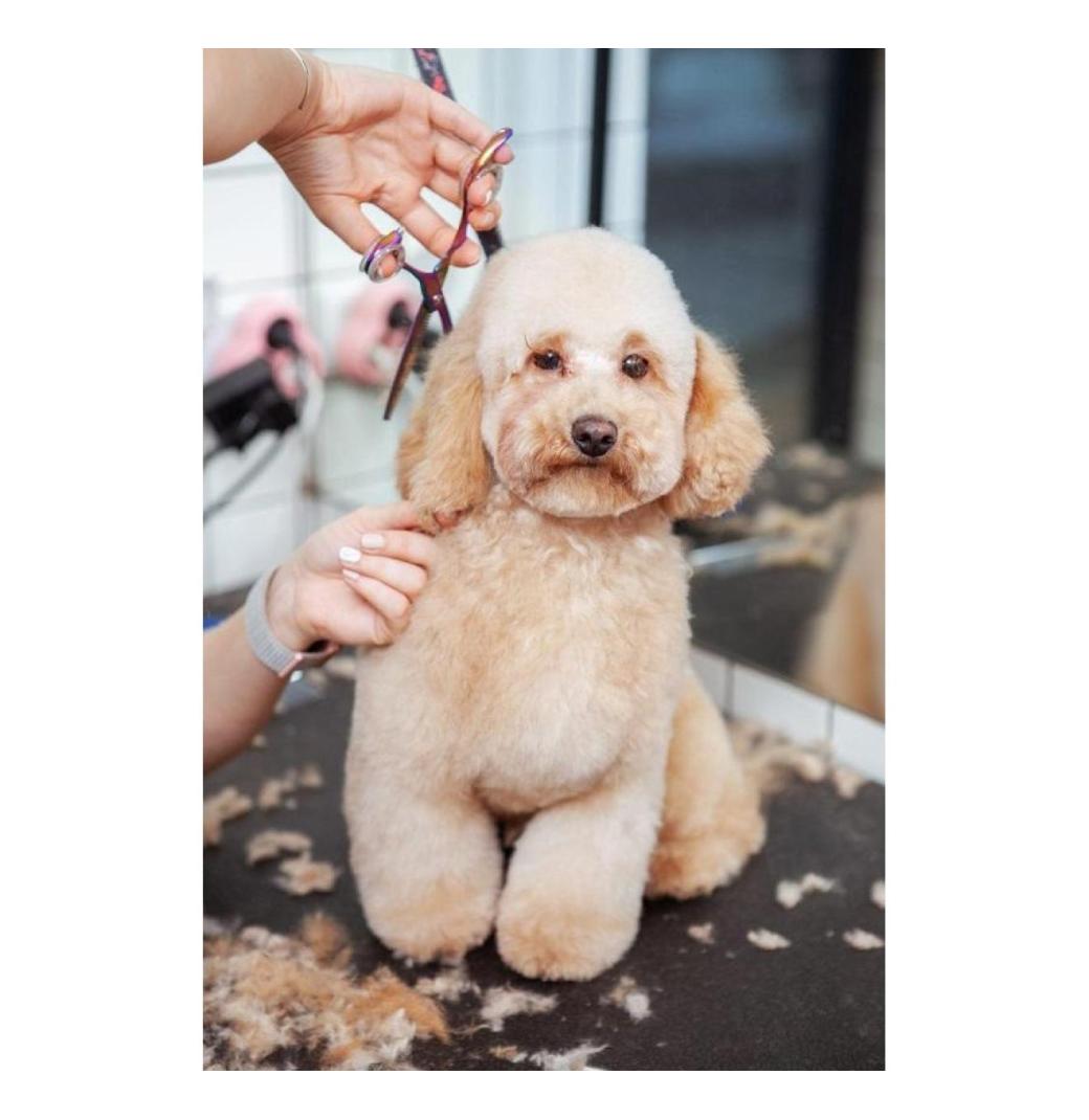 Pamper Your Pup with Affordable Grooming in Oviedo