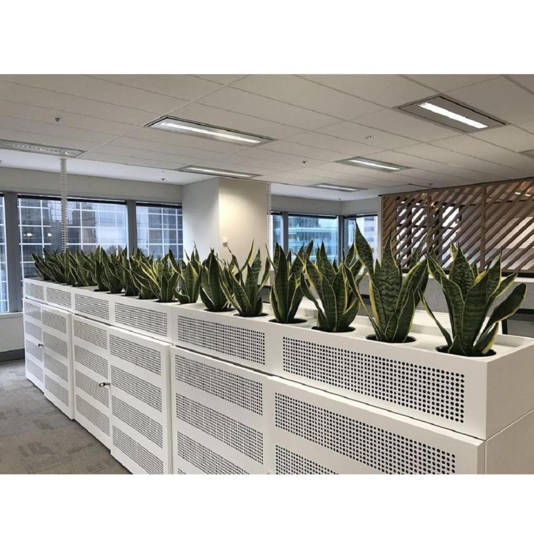 Buy or Hire the Best Indoor Plants for Any Space