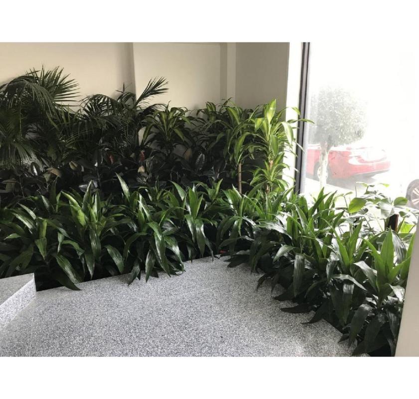Stylish & Affordable Indoor Plant Hire for Homes, Offices & Events