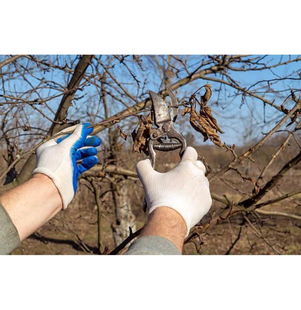 Certified Arborist Tree Care Services – Safe, Reliable & Affordable