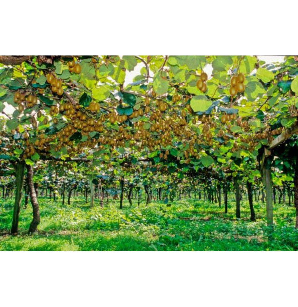 Get Expert Guidance for Successful Kiwifruit Orchard Development
