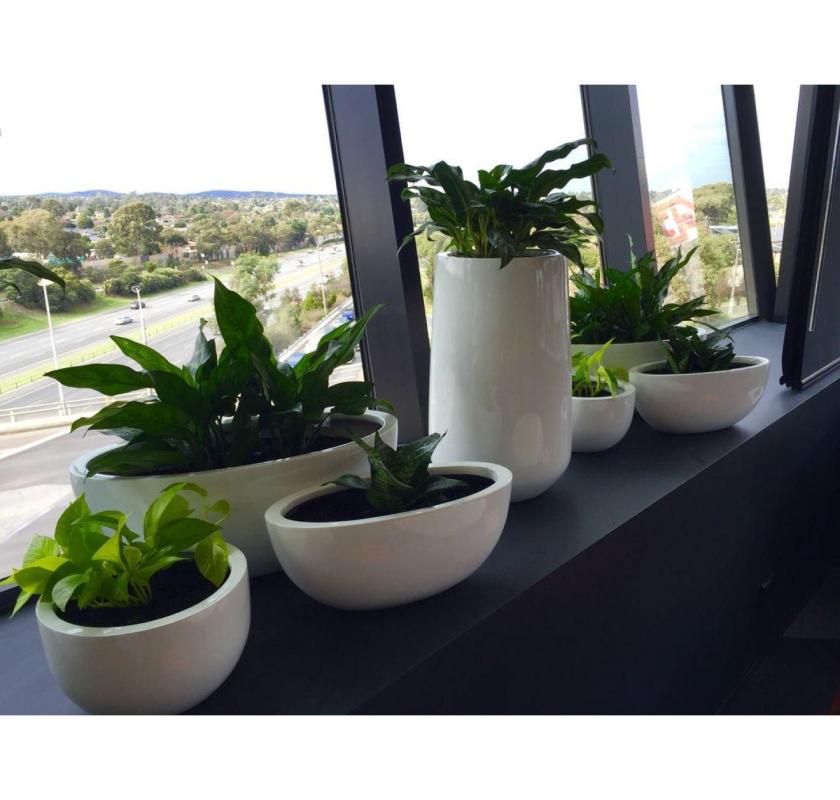 Affordable Plant Hire – Stylish Greenery for Homes, Offices & Events