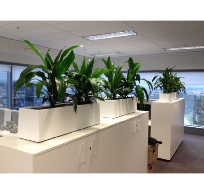 Corporate Plant Hire Melbourne – Enhance Your Workplace with Greenery