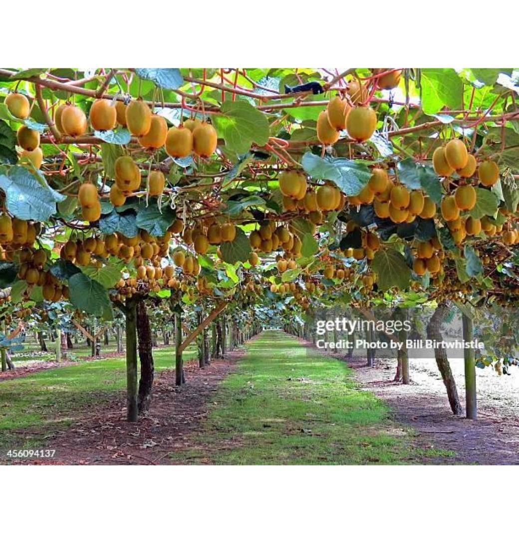 Professional Kiwifruit Orchards and Harvesting Services