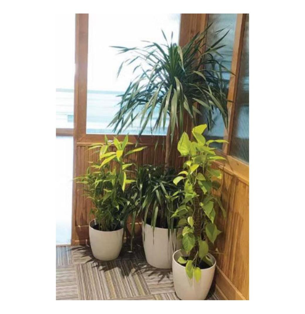 Affordable Plant Rental Services for Offices & Events – Greenlands 