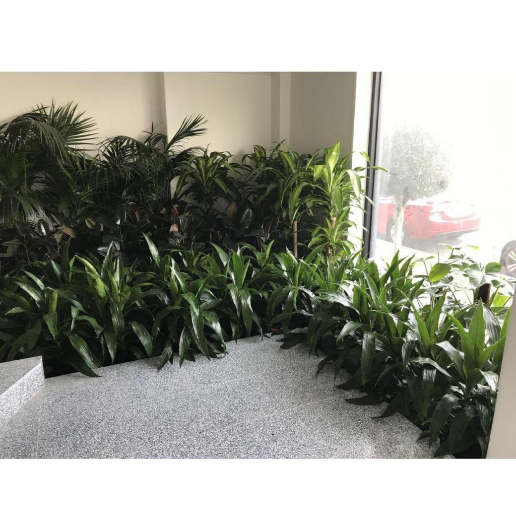 Transform Your Space with Indoor Plant Hire in Melbourne
