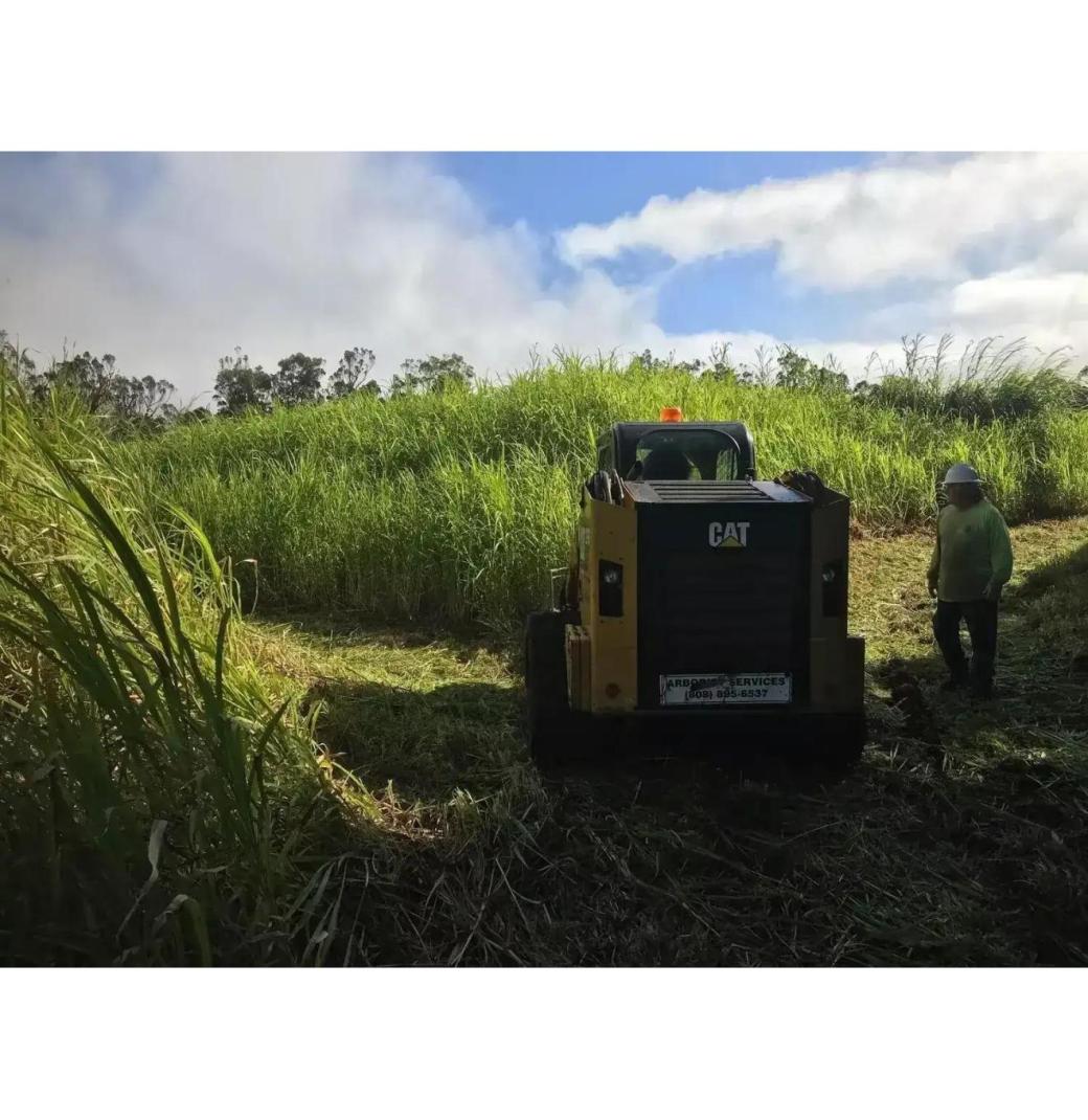 Reliable Hawaii Land Clearing Contractors You Can Trust - Arborist Services 