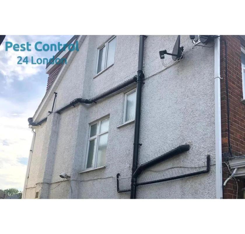 24 Hour Vermin Control London Services for Fast and Reliable Protection