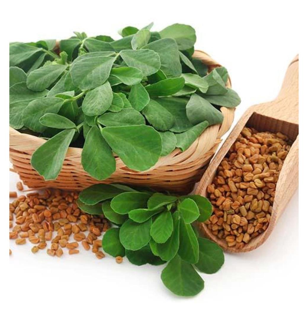 Buy Best Quality Fenugreek (Methi) Seeds Online – SeedVanam - 2/3