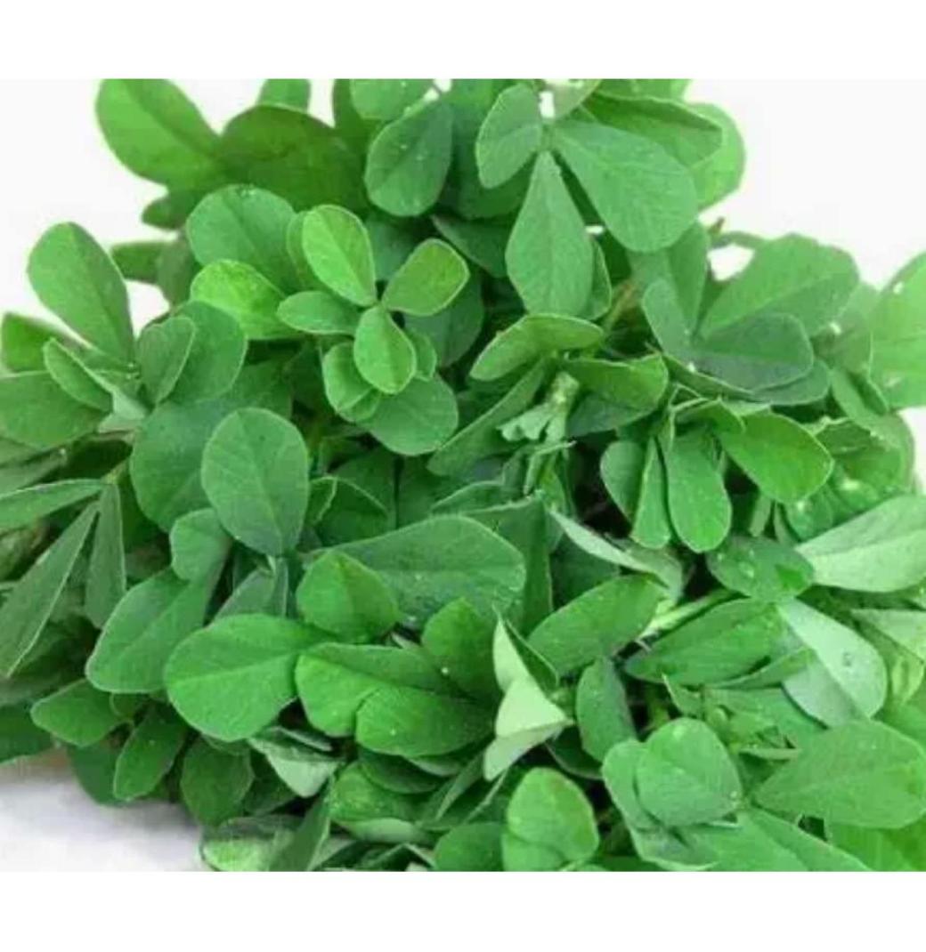 Buy Best Quality Fenugreek (Methi) Seeds Online – SeedVanam - 3/3