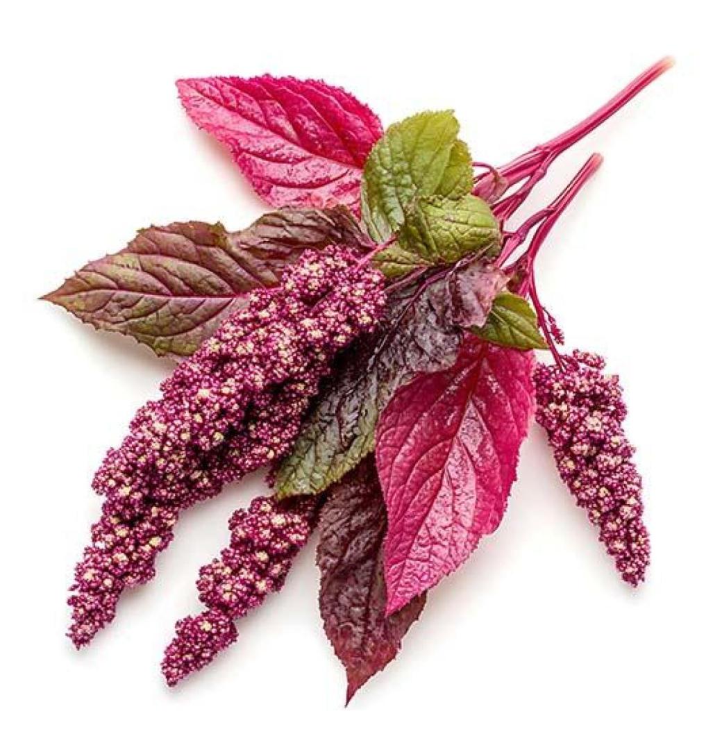 Buy Red Amaranth(Thotakoora) Seeds Online in India | Seedvanam - 1/3