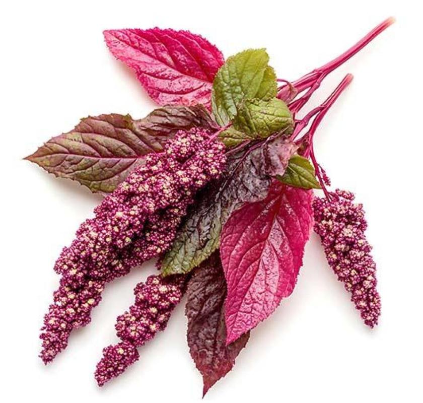 Buy Red Amaranth(Thotakoora) Seeds Online in India | Seedvanam