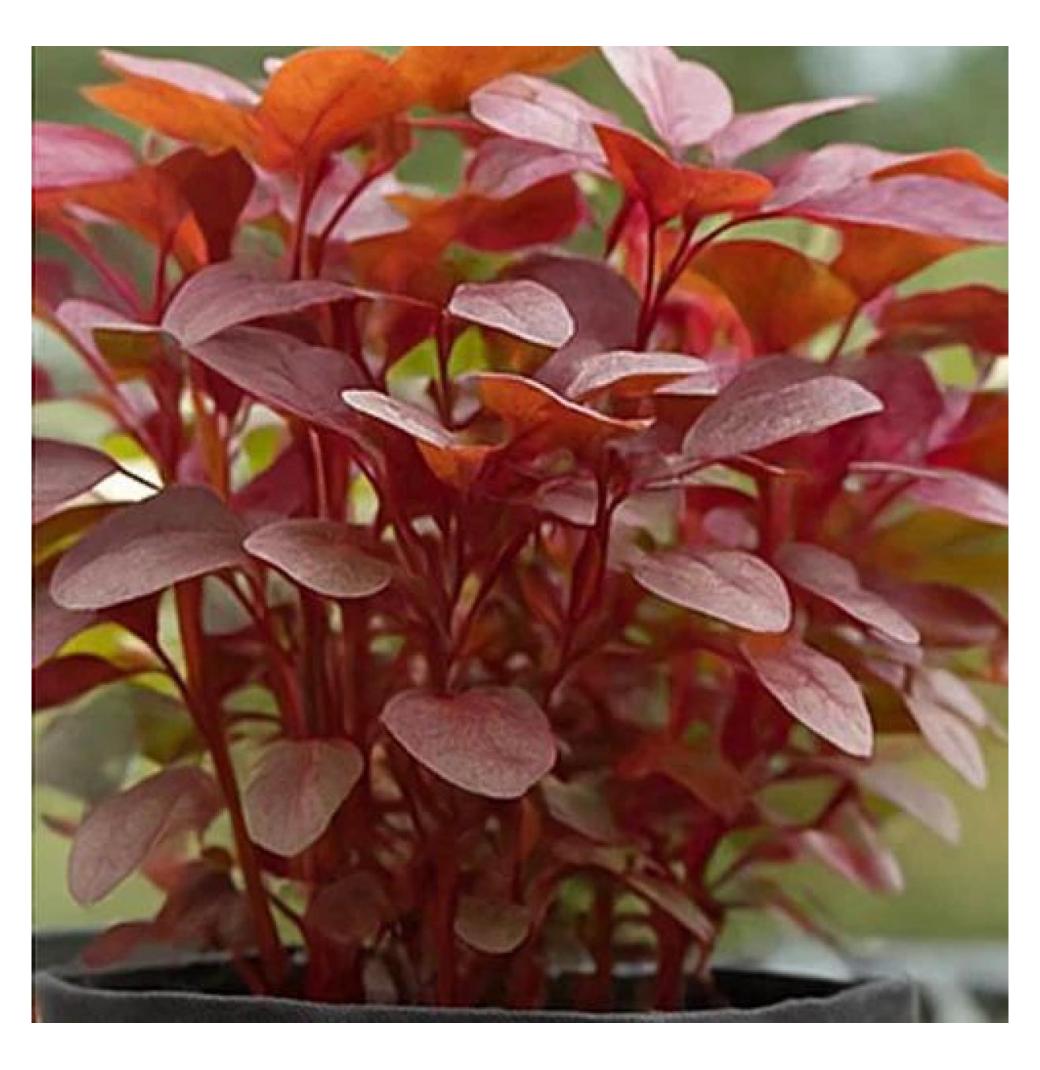 Buy Red Amaranth(Thotakoora) Seeds Online in India | Seedvanam - 2/3