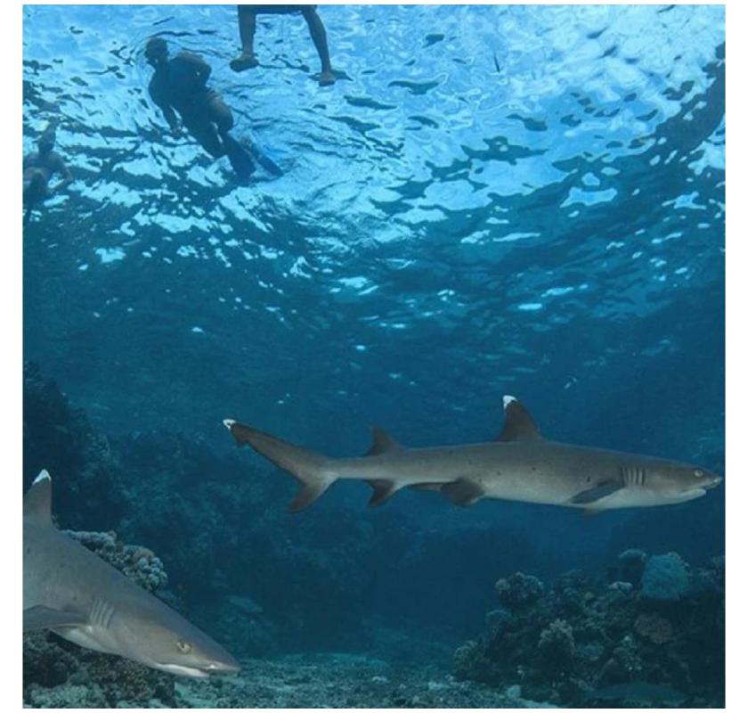  Snorkel with Sharks in Fiji – Thrilling, Safe & Unforgettable Ocean Adventure
