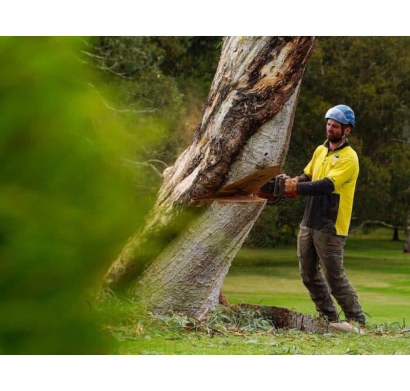 Tree Removal in Red Hill