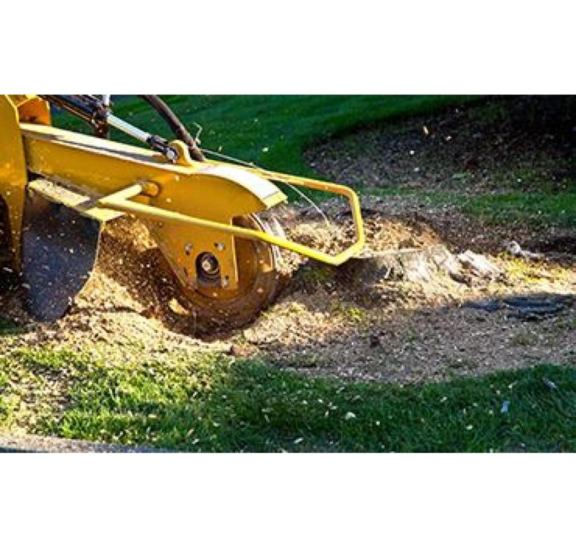 Tree Removal in Red Hill