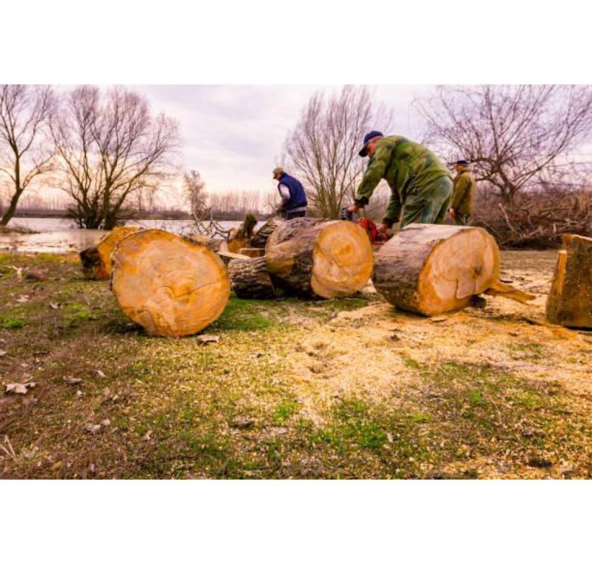 Affordable Tree Removal Contractors Near You | Taylors Tree and Stump Removal