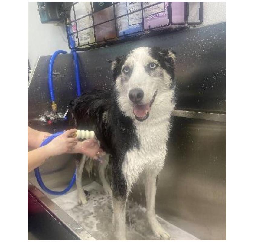 Top Local Dog Groomers Dunedin – Pamper Your Pup Today!