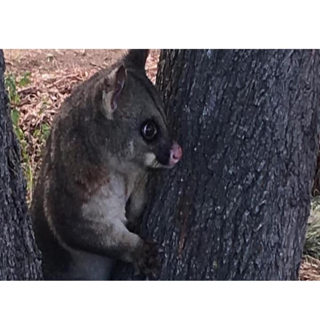 Pest Control Canberra - 1/3