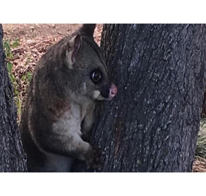 Pest Control Canberra