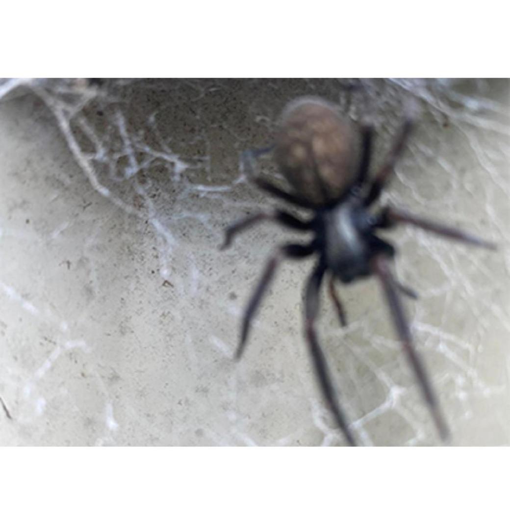 Pest Control Canberra - 3/3