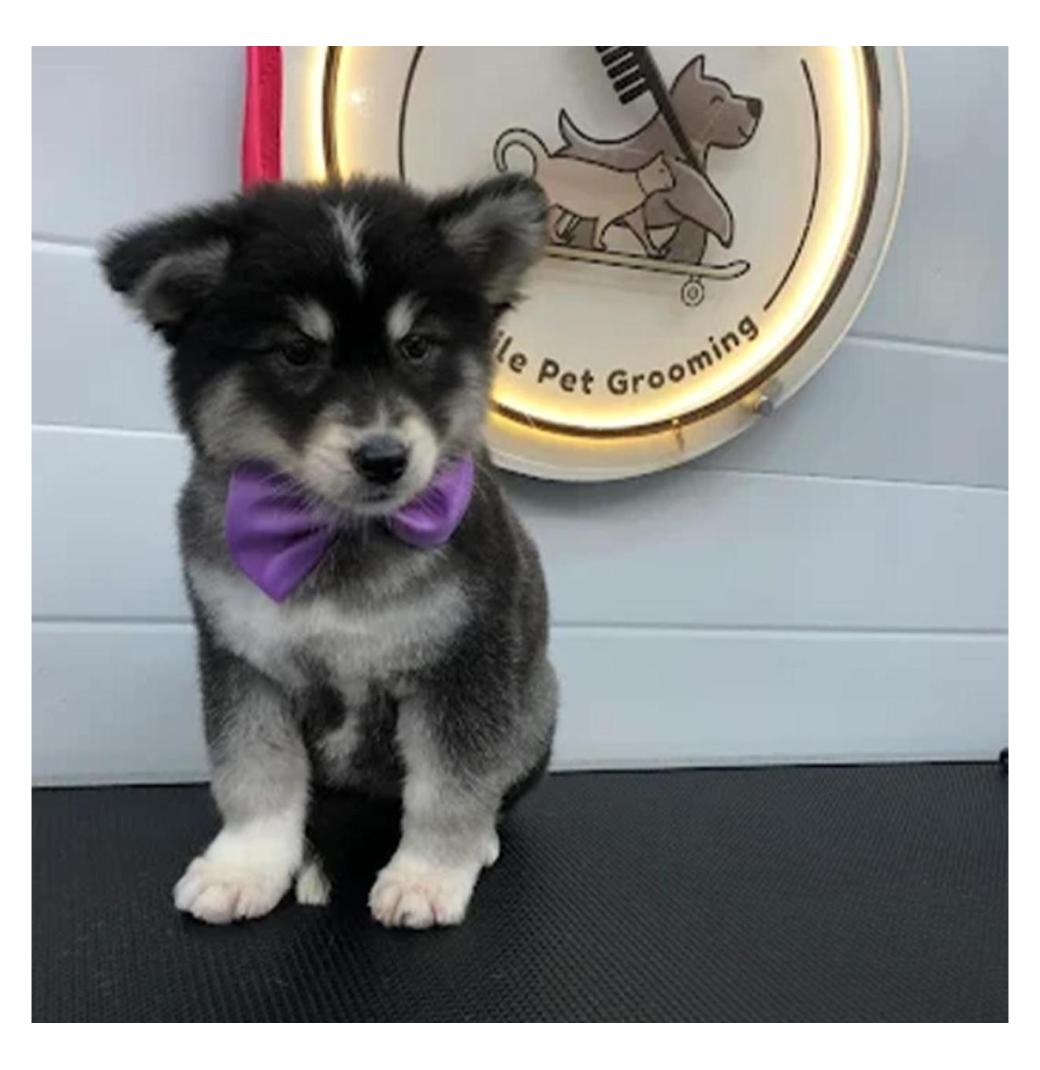 Fluffy Tails - Mobile Pet Grooming in Doha, Qatar