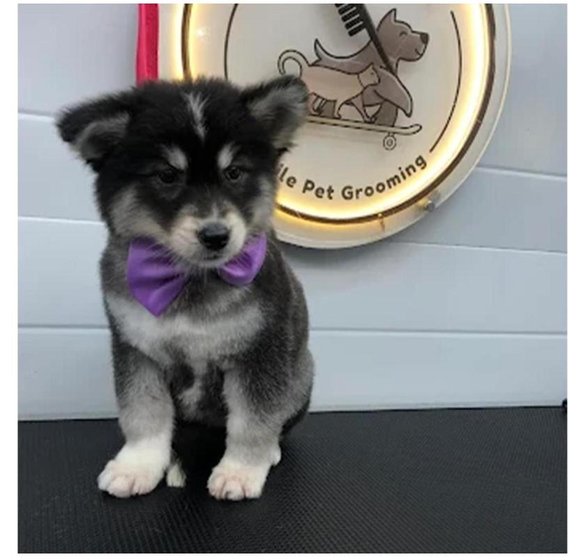 Fluffy Tails - Mobile Pet Grooming in Doha, Qatar