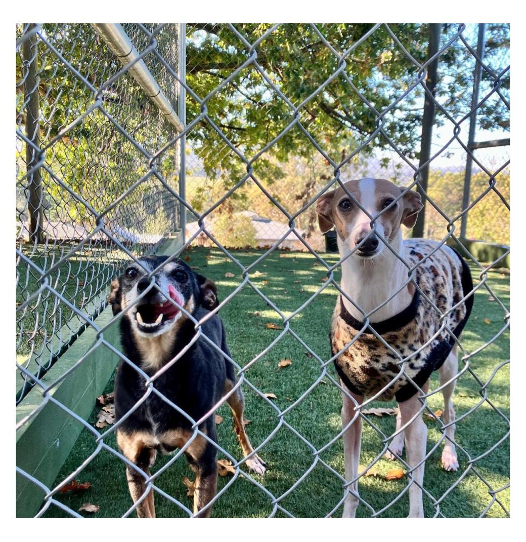 Dog Boarding Melbourne - 2/3