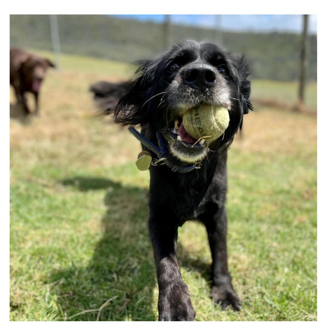 Dog Boarding Melbourne - 3/3
