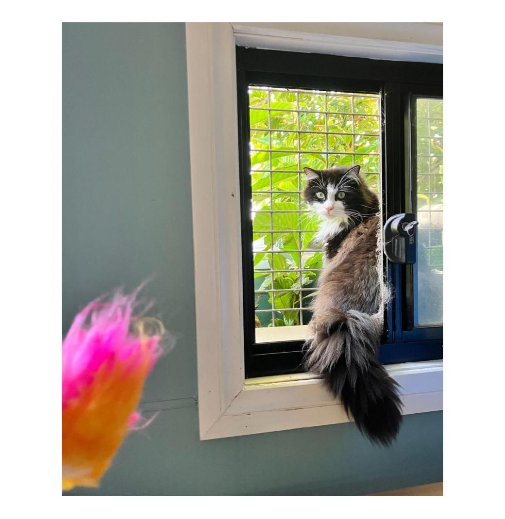 Dog Boarding Melbourne - 1/3