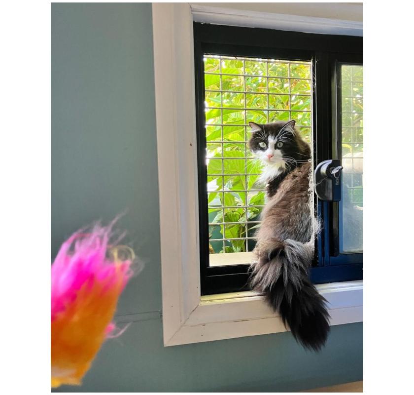 Dog Boarding Melbourne