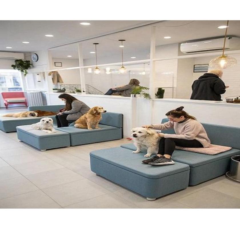 Loving Care for Senior Dogs in Florida