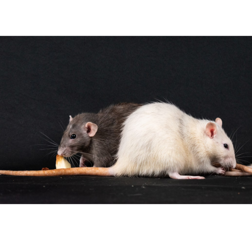 Rodent Control Hunter Valley | CPR Pest Services