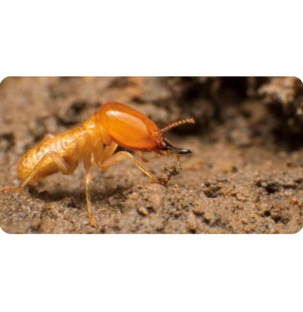 Termite Pest Control Sydney | Knockdown Pest Control - 1/3
