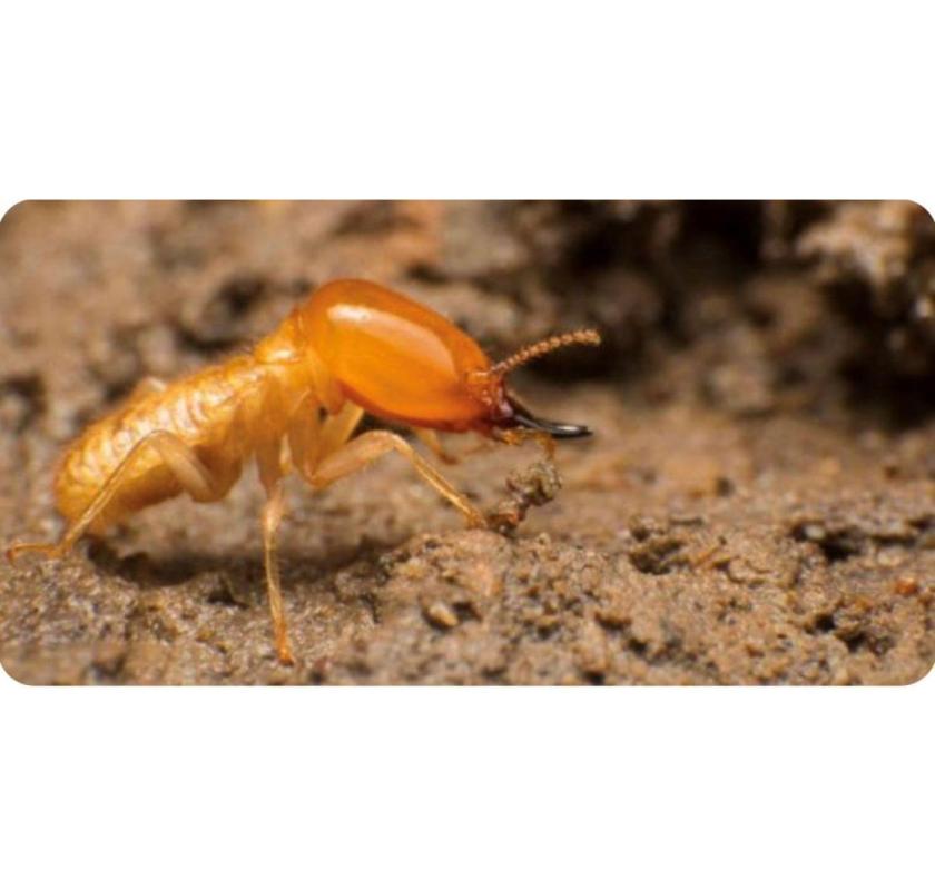 Termite Pest Control Sydney | Knockdown Pest Control