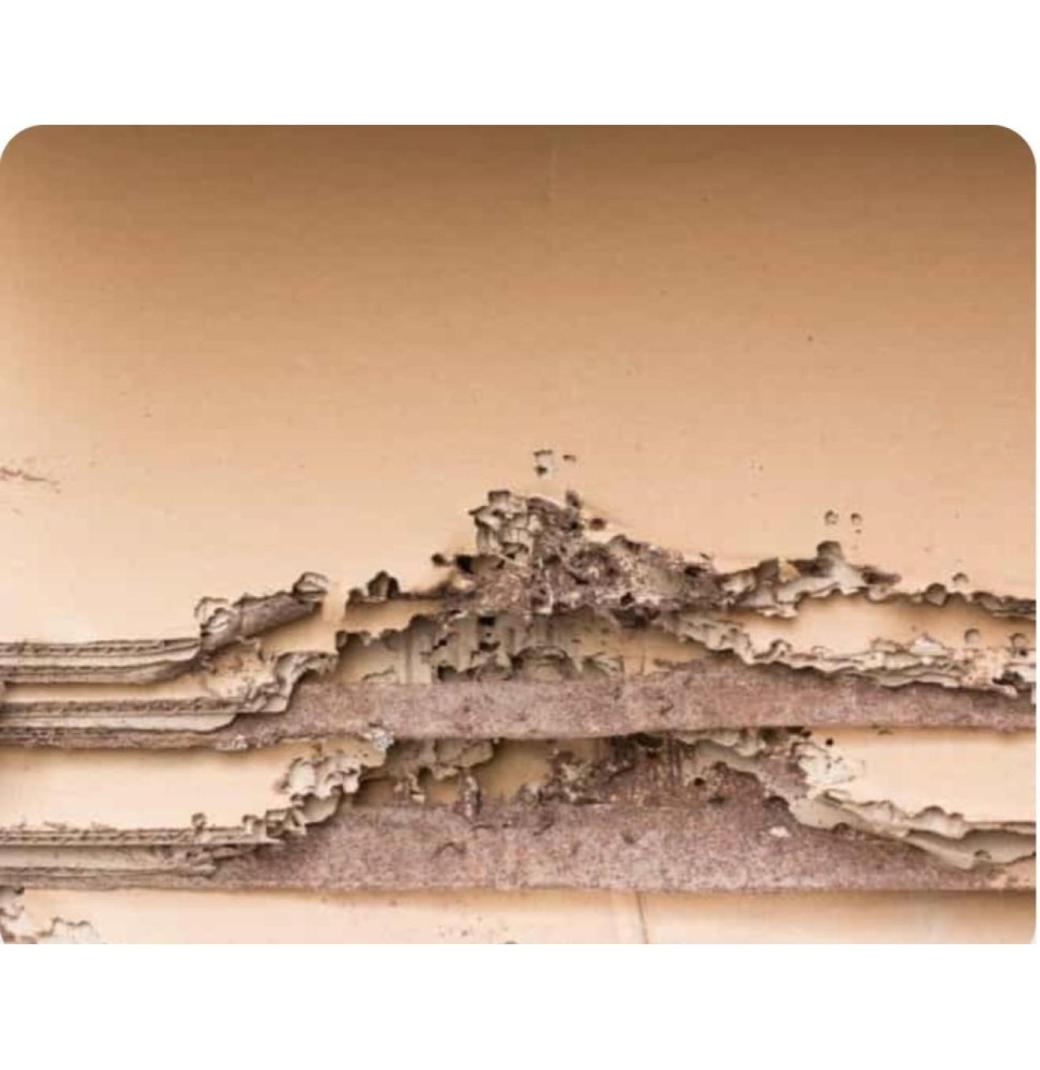 Termite Pest Control Sydney | Knockdown Pest Control - 2/3