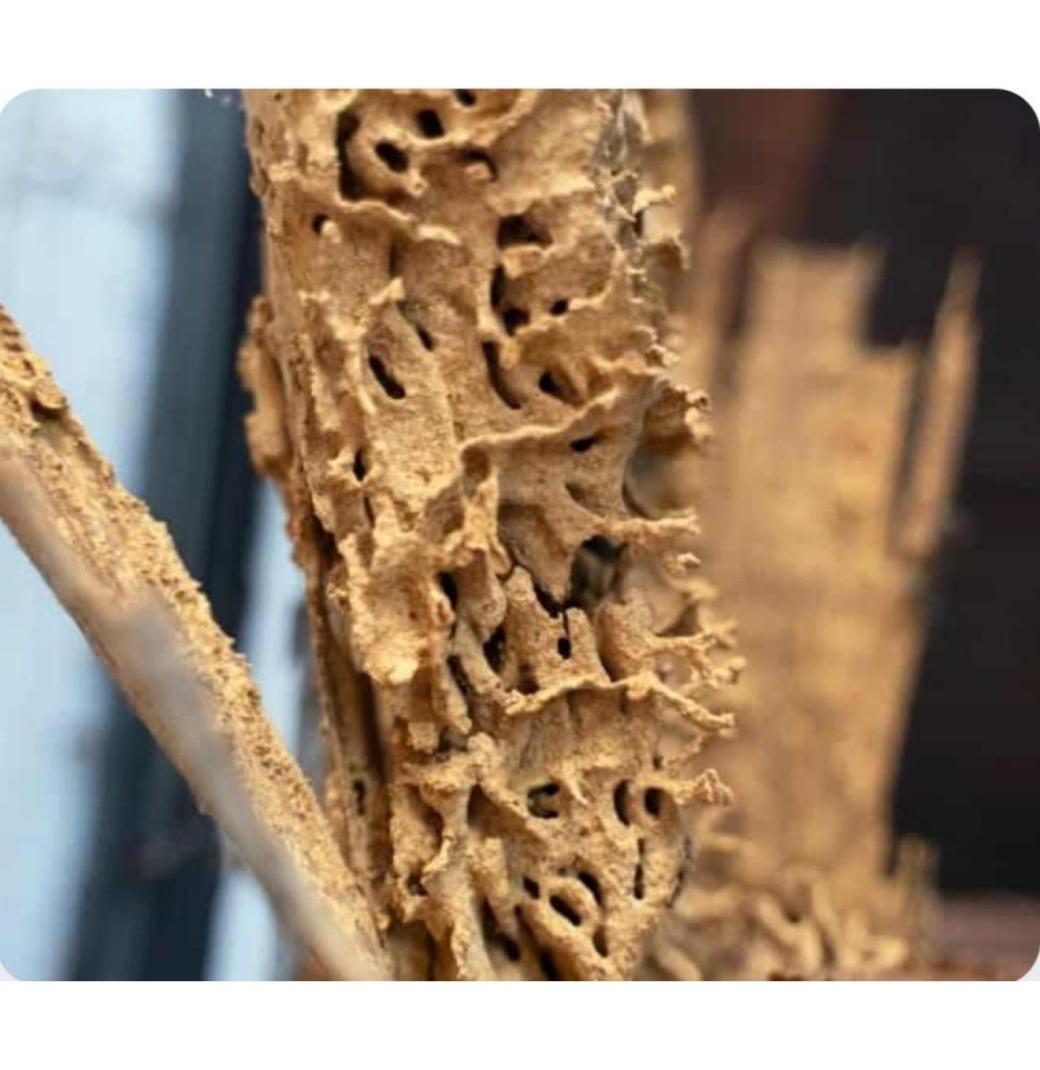 Termite Pest Control Sydney | Knockdown Pest Control - 3/3