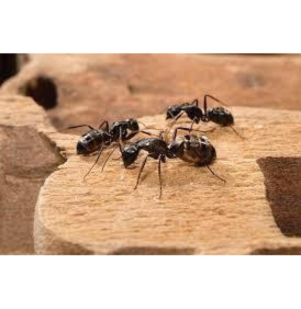 Hire Professional Ant Pest Control Sharjah Experts | Al Ameen Pest Control