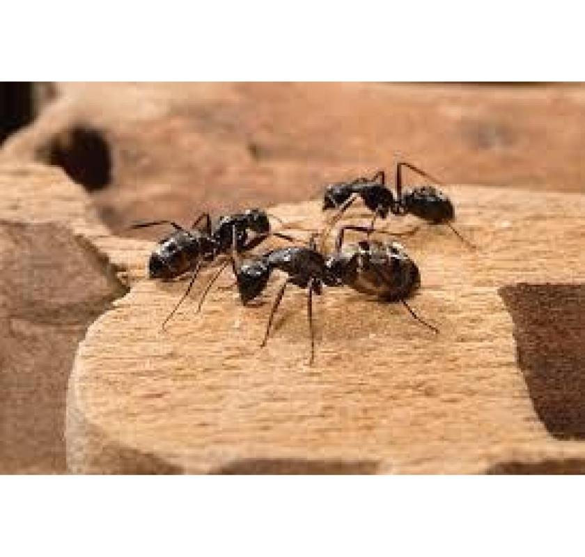 Hire Professional Ant Pest Control Sharjah Experts | Al Ameen Pest Control