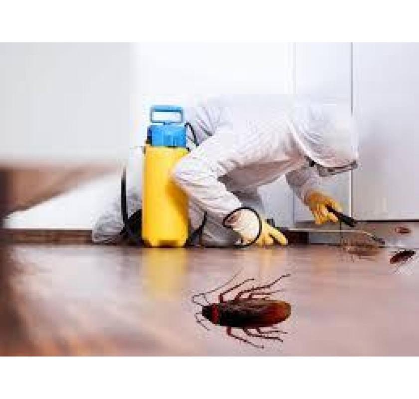 Get Guaranteed Results with Cockroach Pest Control Dubai & Sharjah