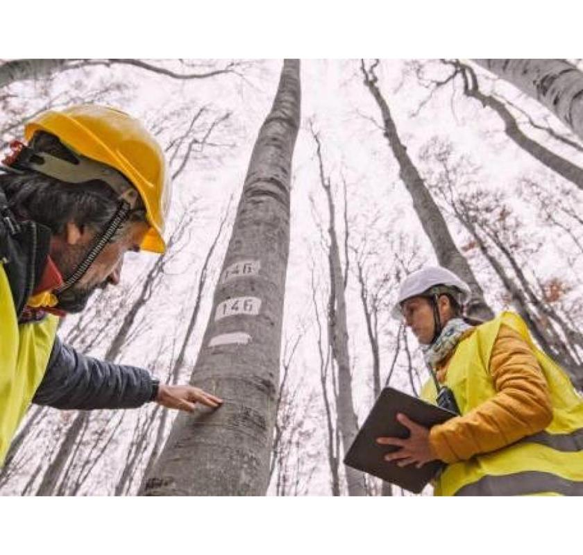 Tree Removal Permit Cost Made Easy with Taylors Tree and Stump Removal Experts