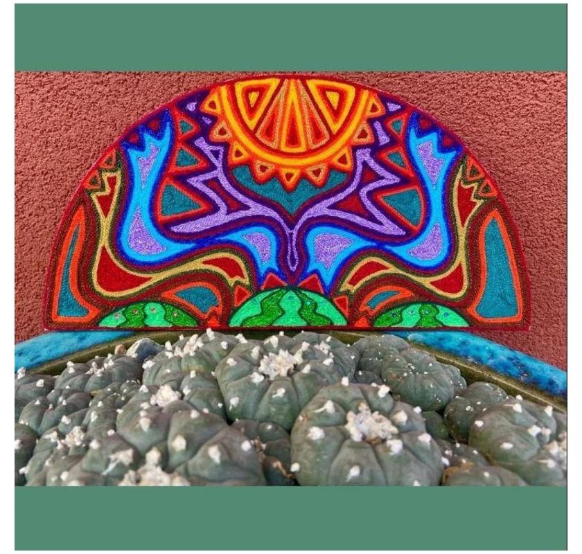 Promoting Peyote Conservation Education with Morning Star Conservancy