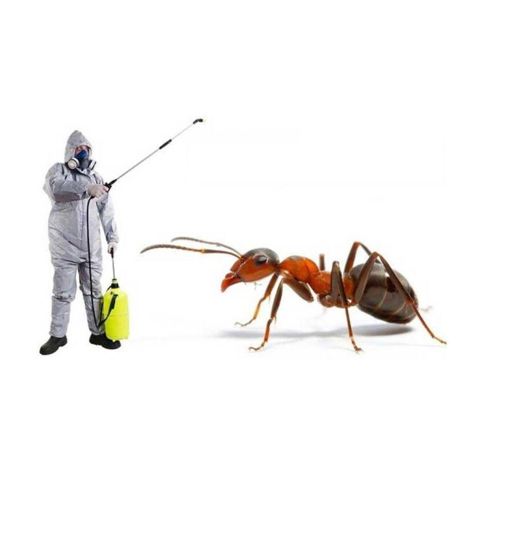 Say Goodbye to Ants with Trusted Ant Pest Control Sharjah Services!