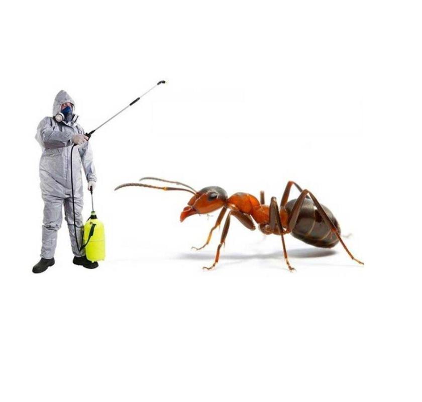 Say Goodbye to Ants with Trusted Ant Pest Control Sharjah Services!