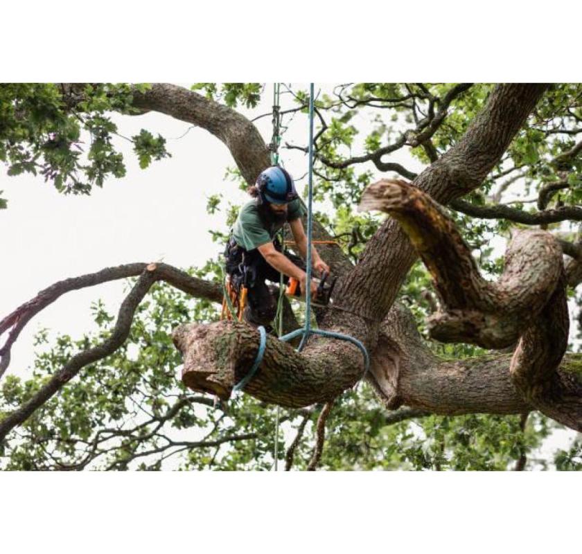 Fast and Affordable Tree Removal Services in Melbourne