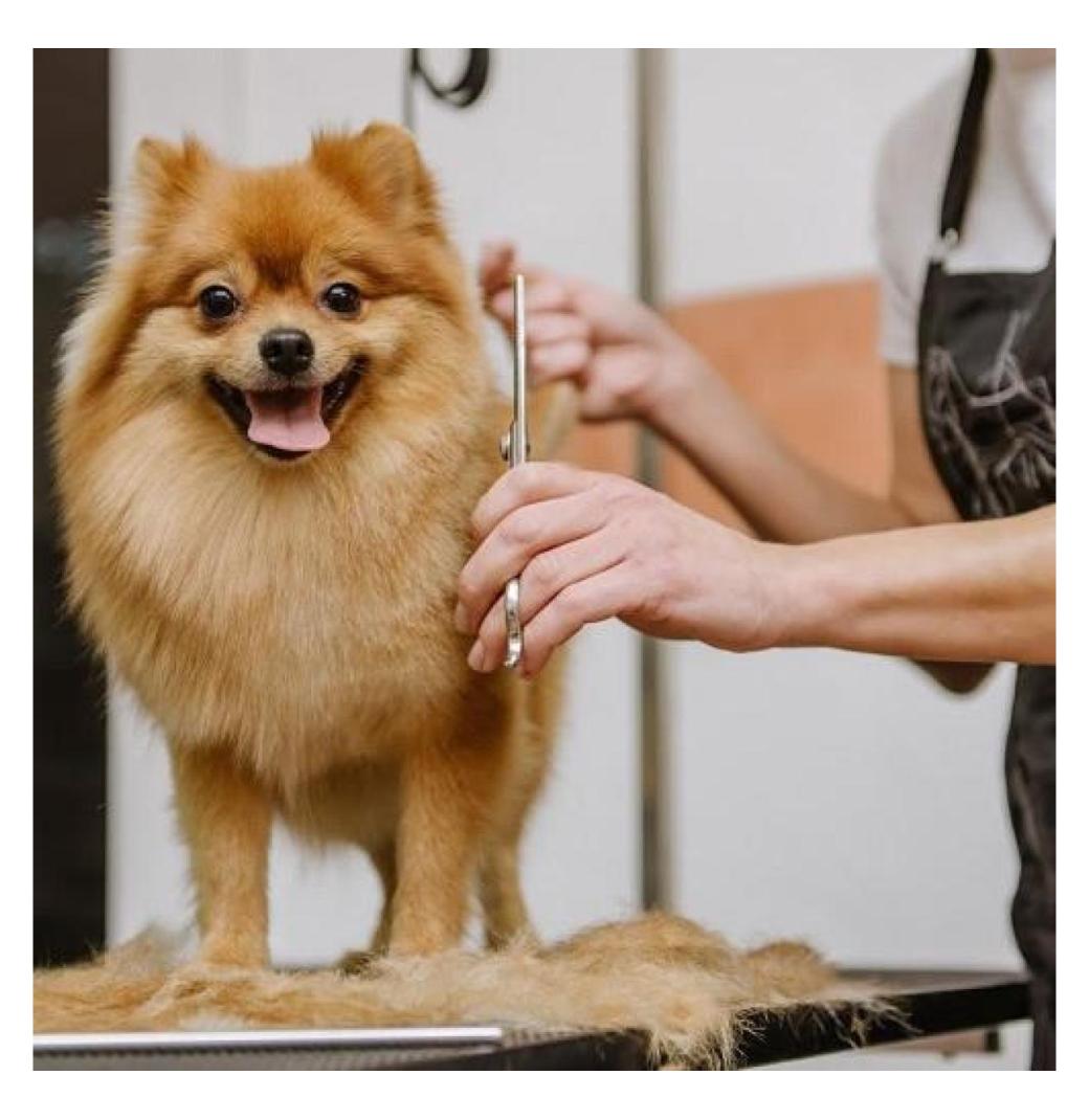 Gentle & Professional Puppy Grooming Services