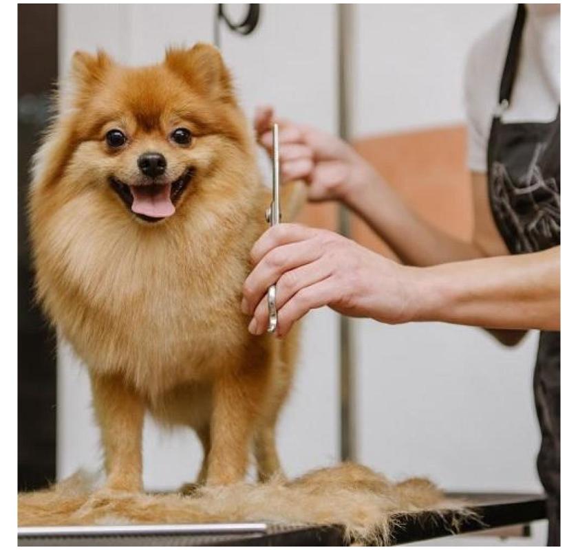 Gentle & Professional Puppy Grooming Services